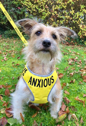 The Importance Of Space for your anxious, nervous or reactive dog