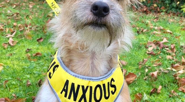 The Importance Of Space for your anxious, nervous or reactive dog