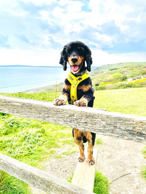 Does walking your dog give you anxiety with the rise in dog thefts?