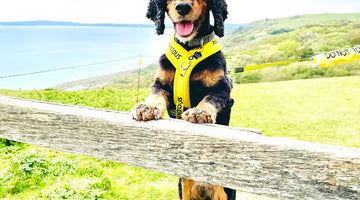 Does walking your dog give you anxiety with the rise in dog thefts?