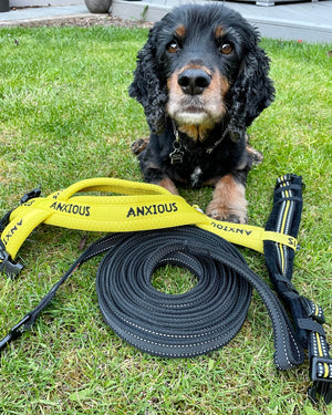 Mantrailing with an anxious or reactive dog