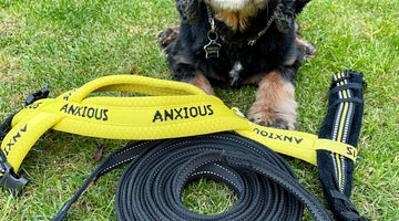 Mantrailing with an anxious or reactive dog