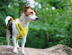 5 top tips to help ease anxiety when walking your anxious dog