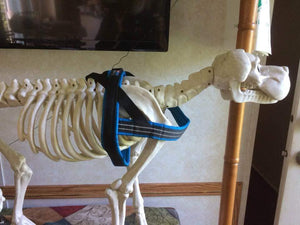 What style of harness do you use for your anxious dog?