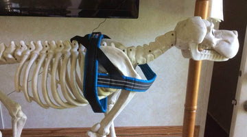 What style of harness do you use for your anxious dog?