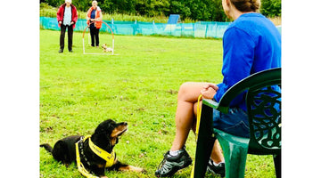 Chatting to Carrie-Anne Selwyn from Canine Hoopers World about our yellow.
