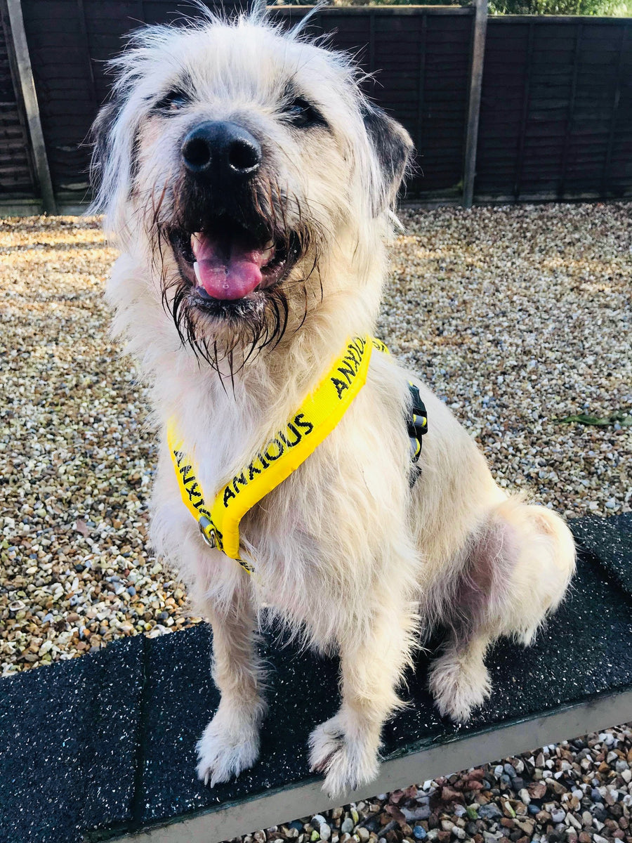 Why use a harness v collar? My Anxious Dog