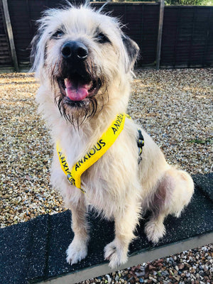 Why use a harness v collar?