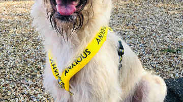 Why use a harness v collar?