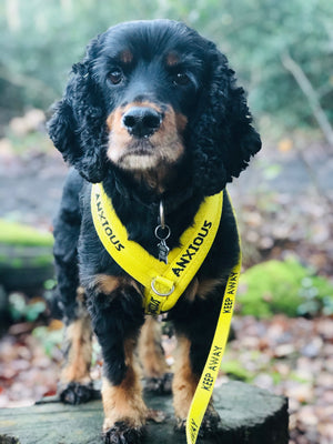 There's no shame in using yellow collars and harnesses!