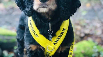There's no shame in using yellow collars and harnesses!