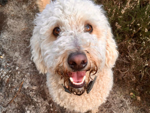 Ignore My Dog - The Tale of Charlie and the Bold Lead Cover