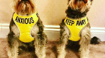 Why are small dogs more aggressive?