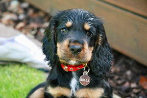 Pope Francis the patron saint of animals says we are “selfish” pet owners for not having children.