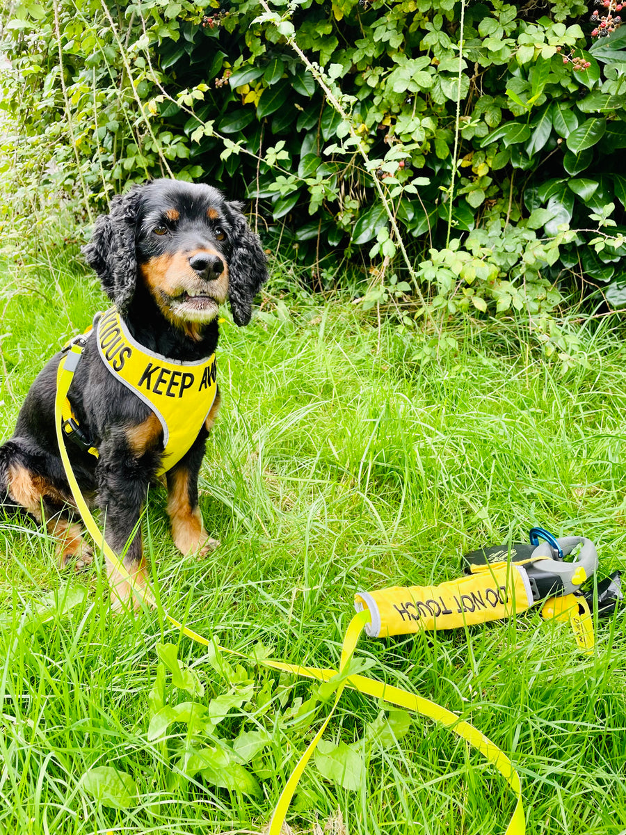 Is it ok for my anxious dog to eat blackberries? My Anxious Dog