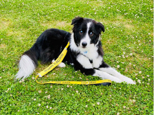 Why Wearing Yellow Can Help Blind Dogs Get the Space They Need