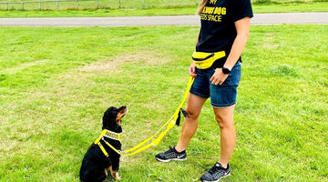 What is the Yellow Army for our anxious and nervous dogs?