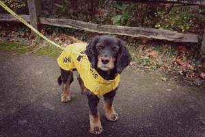 Where did the idea for #dogsinyellow come from?