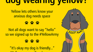 What is the Yellow Dog Project: Giving Dogs the Space They Need for Peaceful Walks