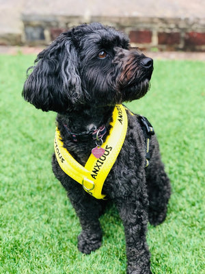 Do you need a good quality padded Y harness for your anxious or nervous dog?