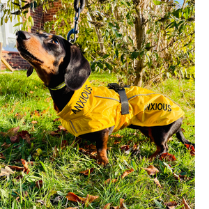 Does my anxious Dachshund need a coat?