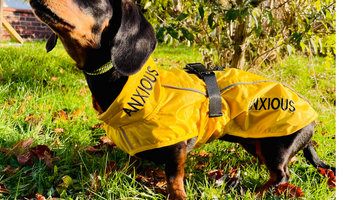 Does my anxious Dachshund need a coat?