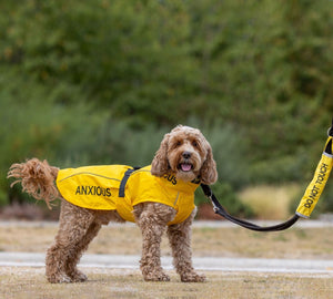 5 ways to calm your nervous dog so they can enjoy life