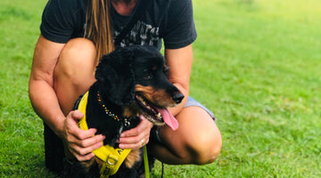 My experience with my own anxious dog, Bella