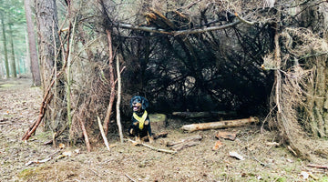 Anxiety in you and your dog amid the coronavirus