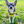Load image into Gallery viewer, Padded yellow ANXIOUS harness