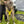 Load image into Gallery viewer, Padded non-pull Y Harness embroidered with ANXIOUS