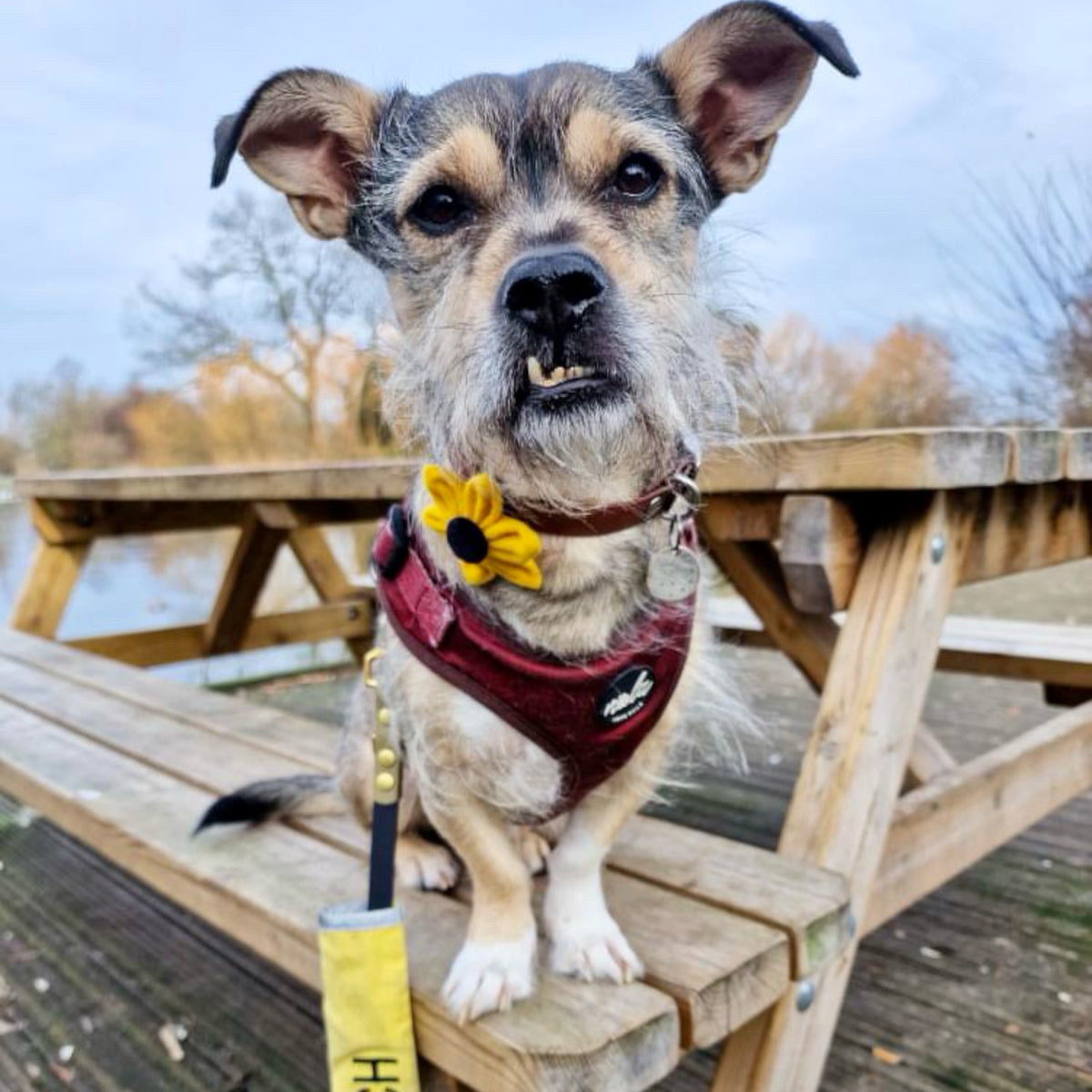 Handmade felt collar flower – My Anxious Dog - Taming Anxious Canines Using Executive Flower Arrays Principle