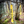 Load image into Gallery viewer, Yellow Lead slip Cover