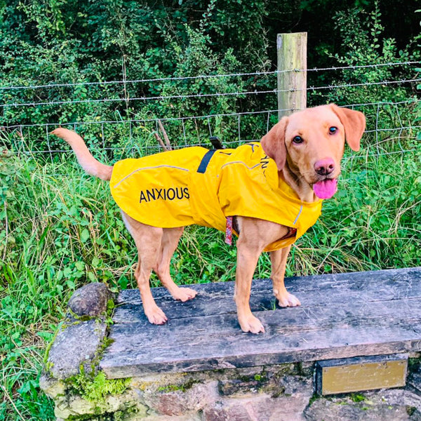 ANXIOUS DOG YELLOW LIGHTWEIGHT RAINCOAT (Large)