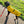 Load image into Gallery viewer, ANXIOUS DOG YELLOW LIGHTWEIGHT RAINCOAT (Extra Large)