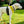 Load image into Gallery viewer, My Anxious Dog Padded yellow non-pull Y harness Size 2