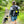 Load image into Gallery viewer, IGNORE MY DOG badge