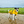 Load image into Gallery viewer, ANXIOUS DOG YELLOW LIGHTWEIGHT RAINCOAT (Small - Slim)