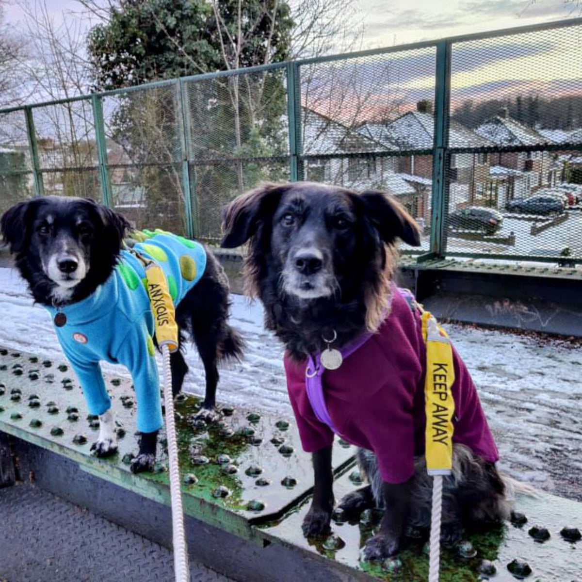 Nervous Dog Lead Slip Cover Keep Dogs Away My Anxious Dog
