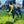 Load image into Gallery viewer, My Anxious Dog Padded yellow non-pull Y harness Size 2