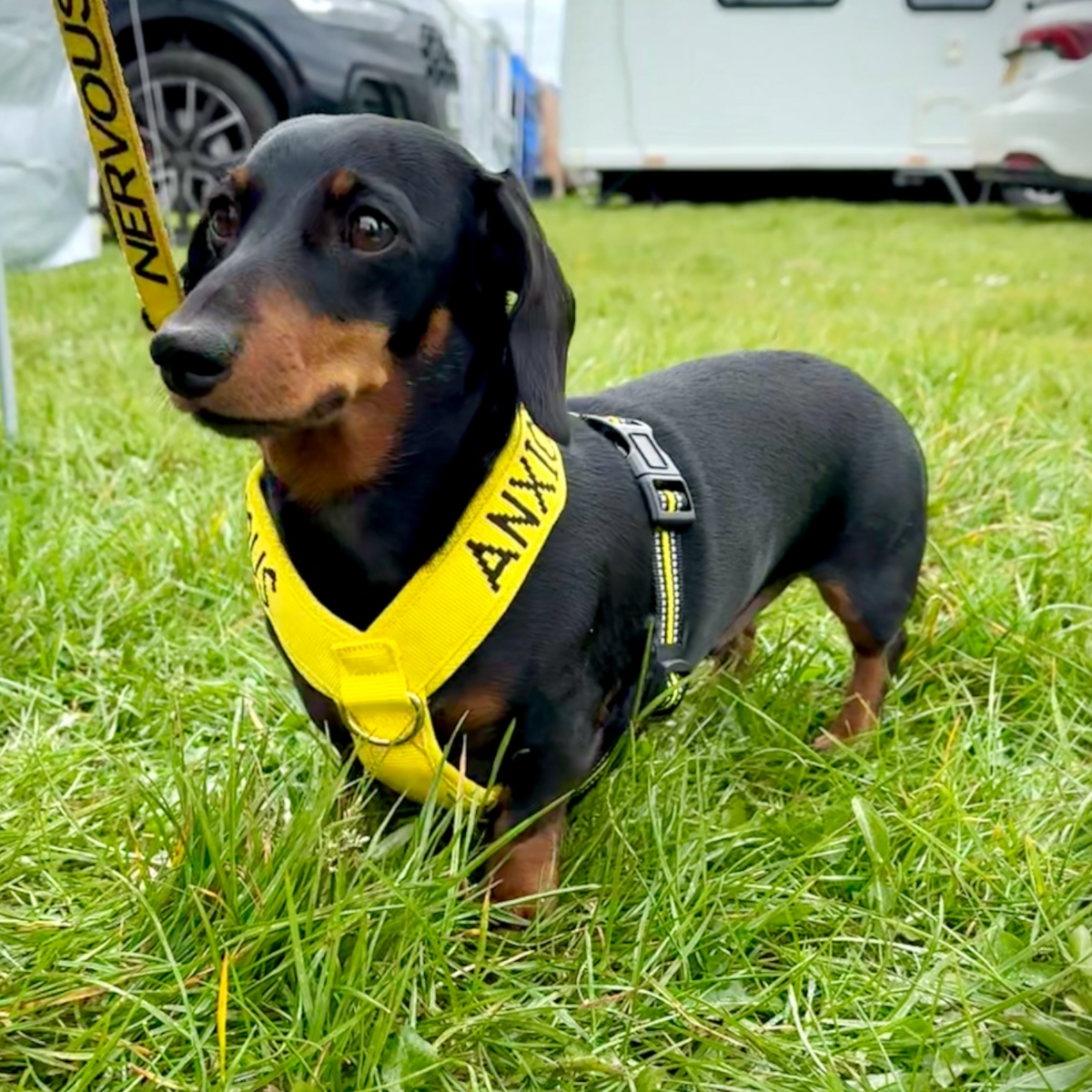 Padded non-pull Y Harness embroidered with ANXIOUS for reactive