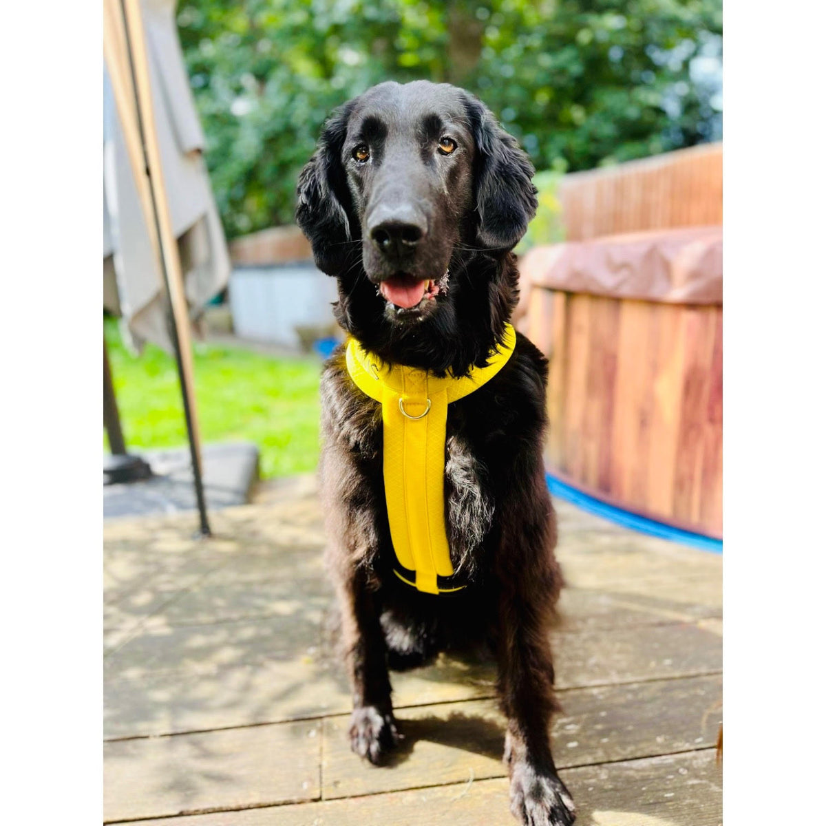 My Anxious Dog Padded NonPull Y Harness Size 5