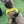 Load image into Gallery viewer, Padded non-pull Y Harness embroidered with ANXIOUS