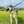 Load image into Gallery viewer, Padded non-pull Y Harness embroidered with ANXIOUS