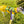Load image into Gallery viewer, ANXIOUS DOG YELLOW LIGHTWEIGHT RAINCOAT (Extra Large)