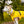Load image into Gallery viewer, My Anxious Dog Yellow Space Awareness Dog Collar "ANXIOUS"