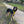 Load image into Gallery viewer, My Anxious Dog Yellow Padded Y Shaped Harness New Size 3