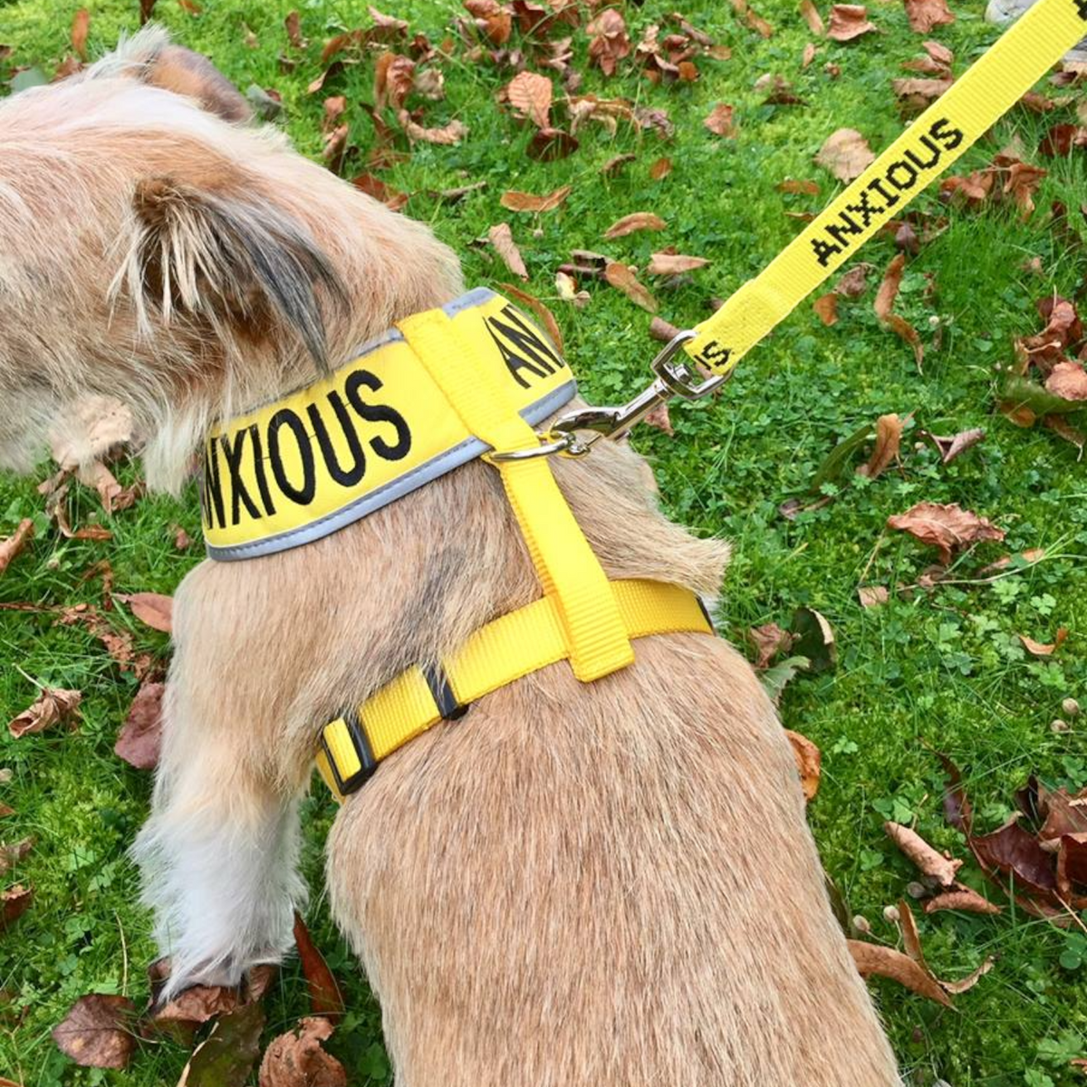 Anxious dog outlet leash