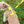 Load image into Gallery viewer, Padded yellow ANXIOUS harness