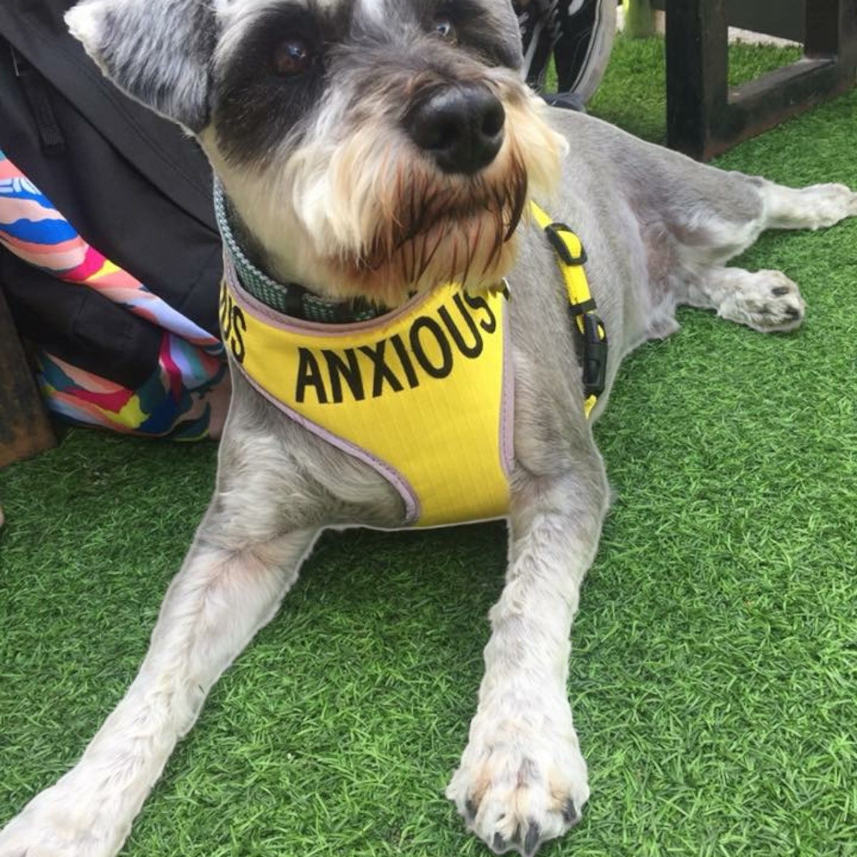 Yellow Nervous Dog Harness Secure My Anxious Dog